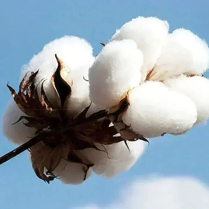 Unisex Cotton Printed Sports Shorts | Casual Daily Wear